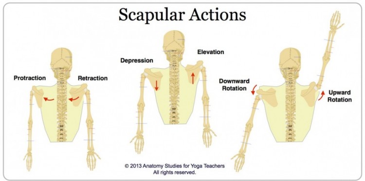 Scapular Exercises for the Health of Your Shoulders